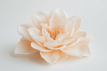 Elegant Daffodil in Full Bloom on a White Background Showcasing Sharp Details and Soft Natural Light