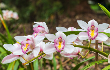 Cymbidium, Beautiful  orchids in tropical forest of Thailand.