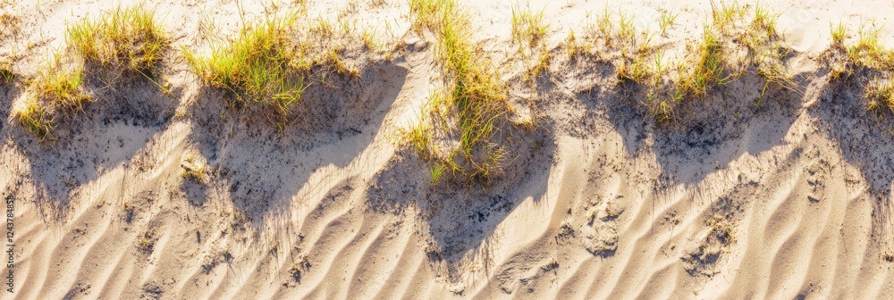 Poster sandy beach patterns with grass and shadows creating natural texture