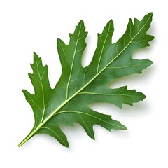 Fototapeta premium A vibrant green leaf with a jagged edge, showcasing natural textures and details, ideal for nature or botanical themes.