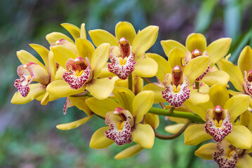 Cymbidium, Beautiful  orchids in tropical forest of Thailand.