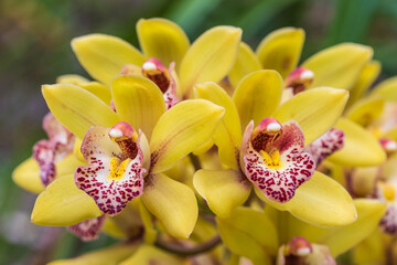 Cymbidium, Beautiful  orchids in tropical forest of Thailand.