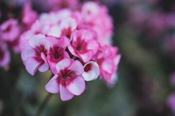 Fototapeta premium Close-up of vibrant roses in full bloom, showcasing their delicate petals and rich colors. The image captures the essence of spring, beauty, and nature, symbolizing love, freshness, and seasonal renew