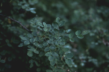 A macro shot of a fresh green leaf, showcasing intricate veins and vibrant color. The image highlights the beauty of nature, renewal, and life&rsquo;s delicate details, evoking a sense of freshness