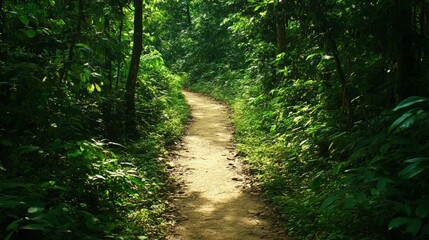 Fototapeta premium Sunlight filters through the dense canopy, illuminating a winding dirt path that meanders through a vibrant green forest, creating a serene and inviting atmosphere