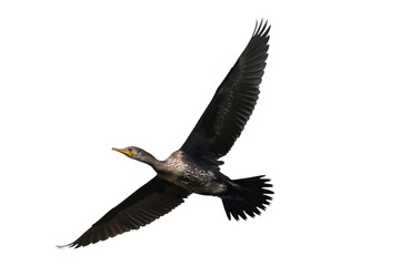 Beautiful flying Little cormorant isolated on transparent background png file