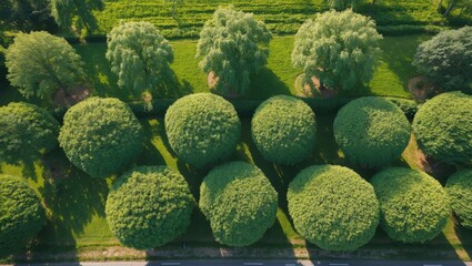Aerial View of Lush Green Trees in Perfect Symmetry on a Sunny Day with Space for Text or Graphics