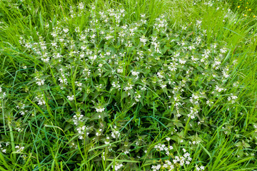 Weiße Taubnessel (Lamium album)