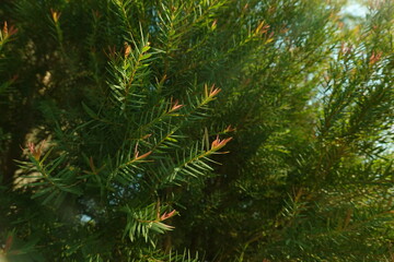 Melaleuca bracteata macro leaves small world