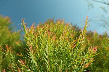 Melaleuca bracteata macro leaves small world