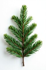 Fresh Christmas fir branch isolated on white background, Greenery, Winter Wonderland, Firs