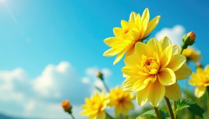 Obraz premium Large yellow dahlia flowers against a bright blue sky, sky, warm, large