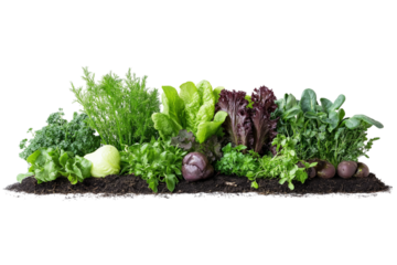 Green vegetable plants growing from soil on png transparent background