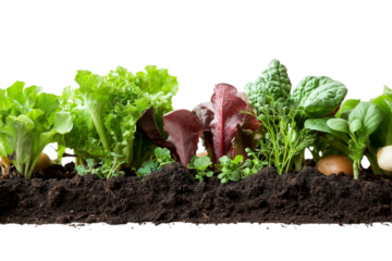 Green vegetable plants growing from soil on png transparent background