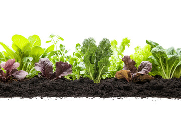 Green vegetable plants growing from soil on png transparent background