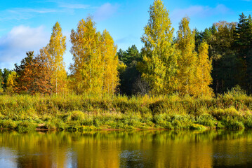 Fototapeta premium A serene autumn forest scene with vibrant yellow and orange foliage, tall trees, and a small river reflecting the colorful landscape.