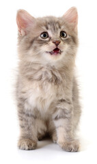 Kitten on white background.