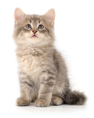 Kitten on white background.