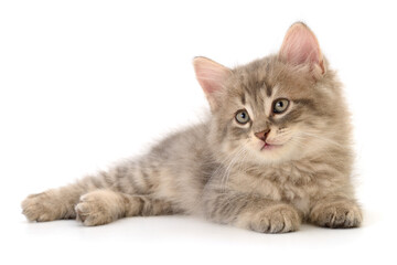 Kitten on white background.