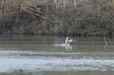 Common Merganser during winter on the Rhine