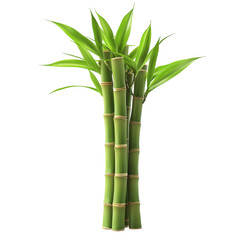 Fototapeta premium Green Bamboo Stalks with Fresh Leaves Natural Beauty Isolated on transparent background
