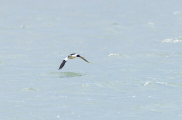 Common Merganser during winter on the Rhine