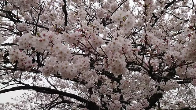 日本寺院風景