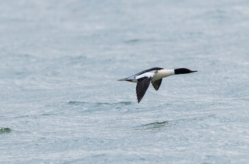 Common Merganser during winter on the Rhine