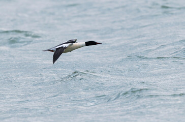 Common Merganser during winter on the Rhine