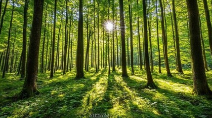 Obraz premium Bright sunlight streaming through the trees in a lush green forest creates a peaceful and serene atmosphere, inviting a sense of tranquility and connection with nature