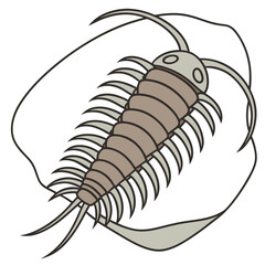 vector illustration of a shrimp