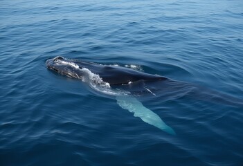 Naklejka premium Humpback whale swimming near the surface of the clear blue ocean showcasing its pectoral fins and distinctive white patterns