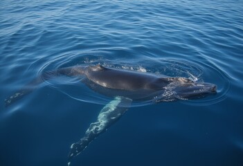 Fototapeta premium Humpback whale swimming near the surface of the clear blue ocean showcasing its pectoral fins and distinctive white patterns