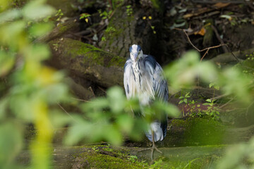 Grey heron looking between bushes, grey heron from the front, grey plumage of a large bird with...