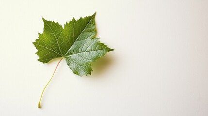 Fototapeta premium Single Green Leaf on White Background: A Study in Minimalism and Nature's Simplicity