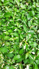 green leaves background