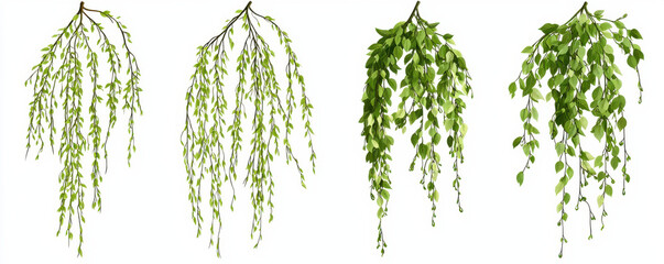 Fototapeta premium Four realistic hanging green foliage variations with cascading leaves on white background