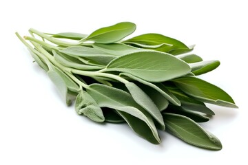Obraz premium Fresh sage leaves bunch isolated on white background, aromatic culinary herb for cooking and natural medicine. Perfect for food packaging, recipe blogs and healthy lifestyle designs.