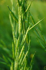 Fully ripped mustard seeds on the plant close up with blurry background
