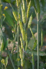 The ripped mustard seeds on its plant in close up with a blurry background