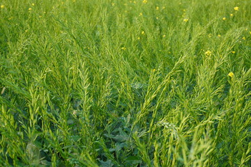 The mustard plants are full of seeds and the plants are ready for harvesting