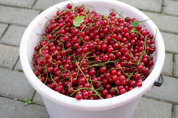 Berry Fresh Month Fresh Red Currants in a White Bucket on Ground. Berry Fresh Month