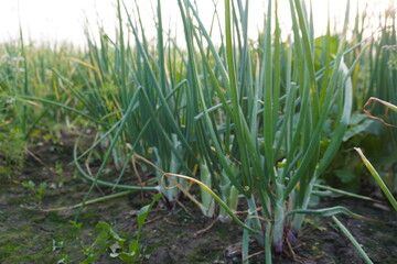 Onion leaves on the onion plants close up in the meadow
