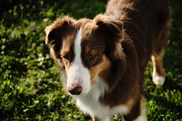 Portrait of a beautiful purebred dog from the outside, top view. A brown fluffy Australian Shepherd stands on the green grass and looks into the distance with serious face.