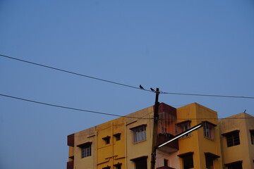 The drongo birds are sitting on the electric wire in front of the buildings with the clear sky background