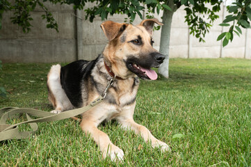 Unchain a Dog Month. German Shepherd Mix Dog Sitting Calmly on Grass with Leash