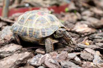 Close-Up of a Tortoise Crawling on Forest Bedding