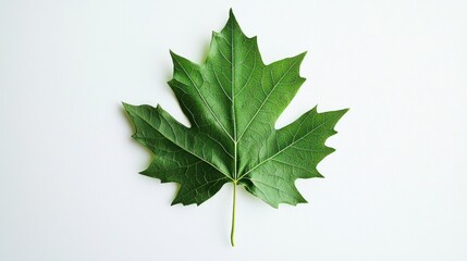 Obraz premium Single Green Maple Leaf on White Background: Nature's Simplicity