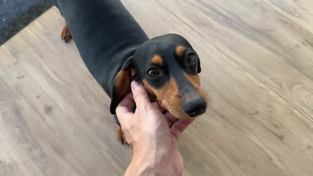 cachorro fofo dachshund dom&eacute;stico 
