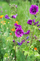 Feld mit blühender Blumenwiese im Sommer
